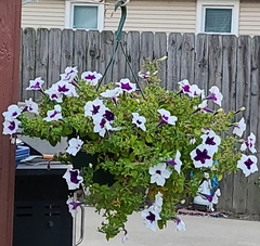 Petunia × atkinsiana