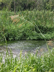 Glyceria maxima