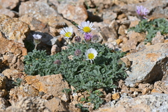 Erigeron vagus