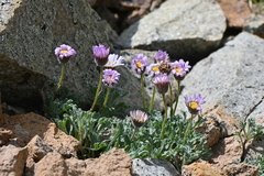 Erigeron vagus