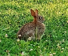 Sylvilagus floridanus