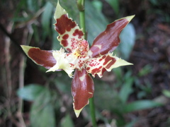 Oncidium sceptrum