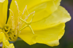 Oenothera elata hookeri