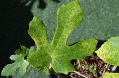 Fig mosaic emaravirus