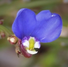 Comesperma scoparium