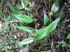 Pleurothallis ruscifolia