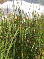 Juncus haenkei