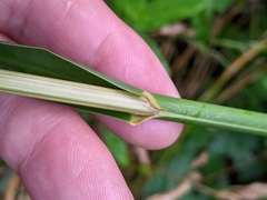 Glyceria maxima