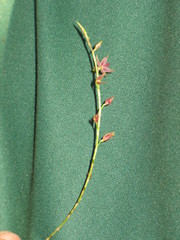 Platystele consobrina