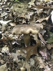 Tylopilus alboater