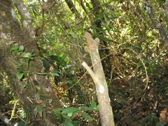 Platystele consobrina