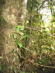 Platystele consobrina