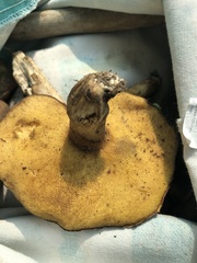 Boletus barrowsii