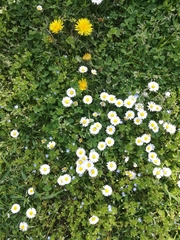 Bellis perennis