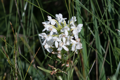 Platanthera blephariglottis blephariglottis