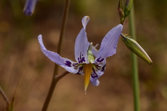 Conanthera bifolia