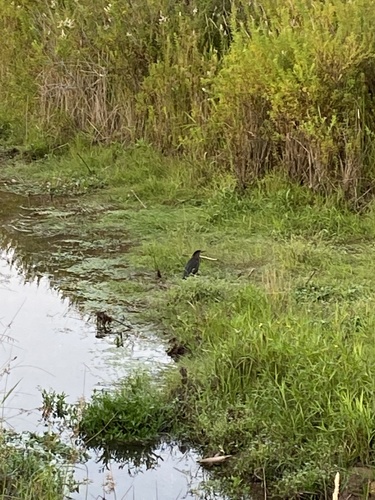 Green Heron photographed in West Virginia