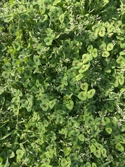 Medicago arabica