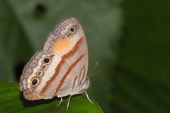 Cissia pseudoconfusa