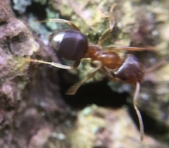 Lasius brunneus