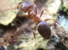 Lasius brunneus