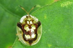 Deloyala fuliginosa