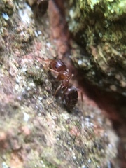 Lasius brunneus