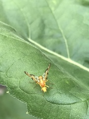 Strauzia longipennis