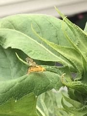 Strauzia longipennis