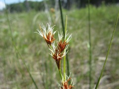 Cladium mariscoides
