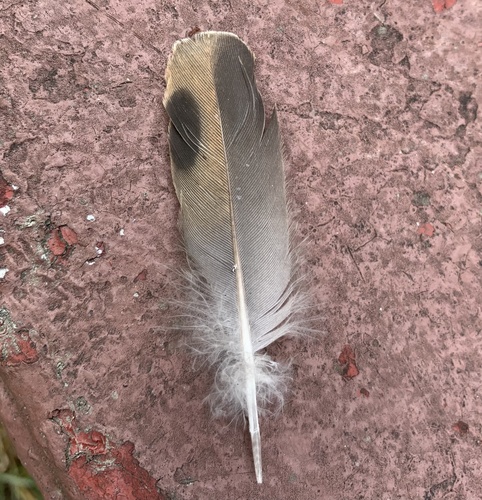 Eastern Mourning Dove photographed in Maryland