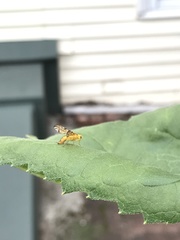 Strauzia longipennis