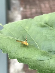 Strauzia longipennis