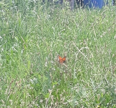 Danaus plexippus