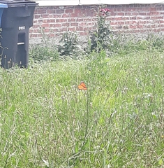 Danaus plexippus
