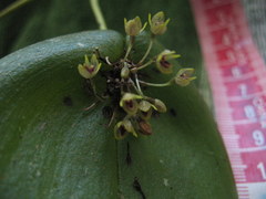 Pleurothallis canaligera