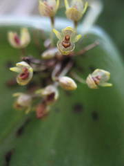 Pleurothallis canaligera