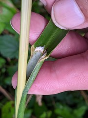 Glyceria maxima