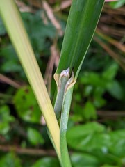 Glyceria maxima