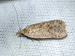 Dichomeris ventrellus