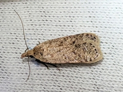 Dichomeris ventrellus