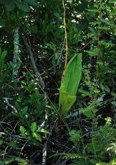 Govenia liliacea