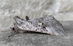 Syngrapha viridisigma