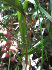 Pleurothallis lindenii