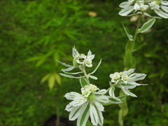 Zadontomerus