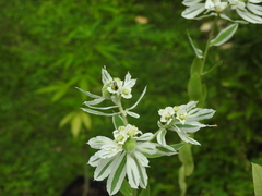 Zadontomerus