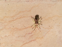 Gonocerus juniperi