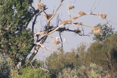 Ardea alba egretta