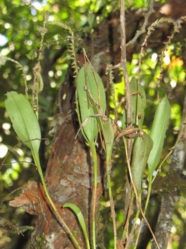 Divaricans Orchid