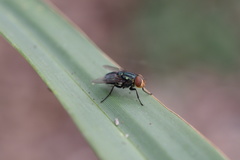 Cochliomyia